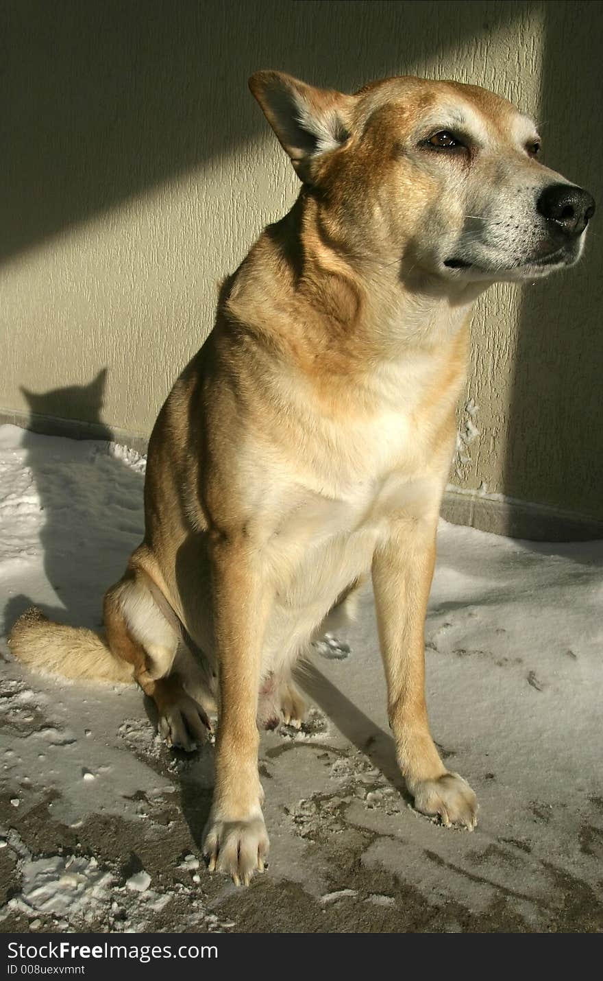 Owner less and frozen dog on a snow. Owner less and frozen dog on a snow