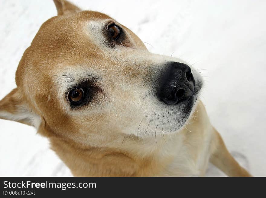 Owner less and frozen dog on a snow. Owner less and frozen dog on a snow