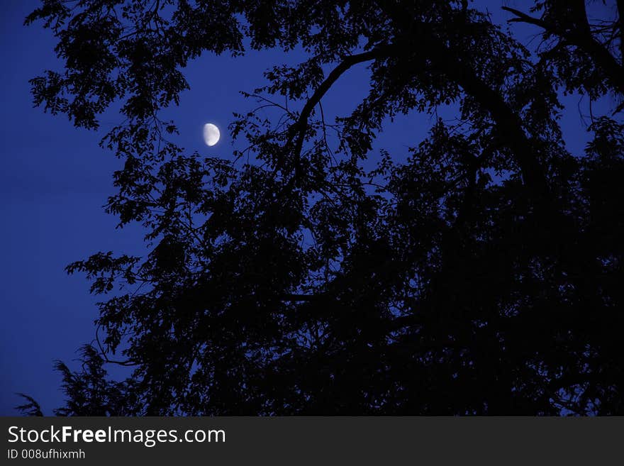 A tree framed moon in a blue sky. A tree framed moon in a blue sky.