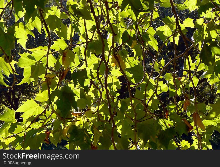 Tree leaves