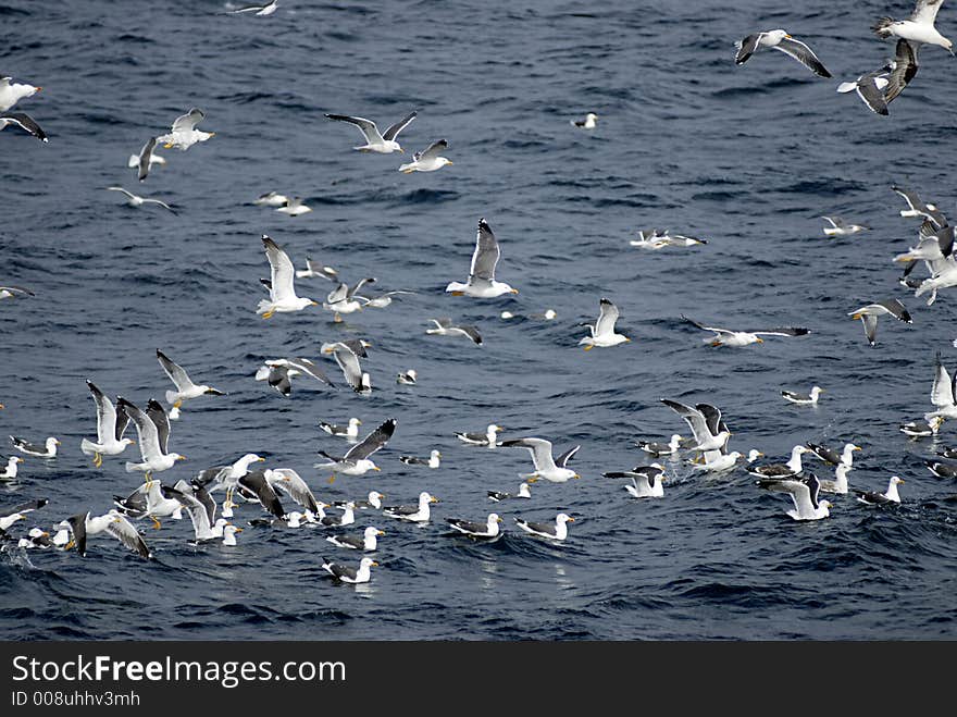 Picture of seagulls flying over sea level..