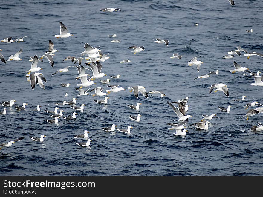 Picture of seagulls flying over sea level..