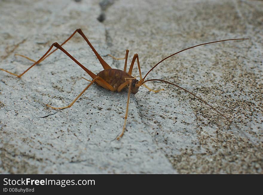 Cave weta, Pachyrhamma acanthocera, Westland, South Island, New Zealand