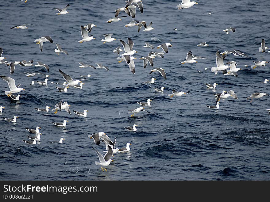 Picture of seagulls flying over sea level..