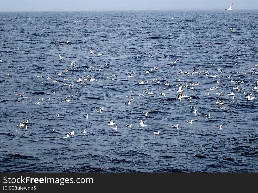 Picture of seagulls flying over sea level..