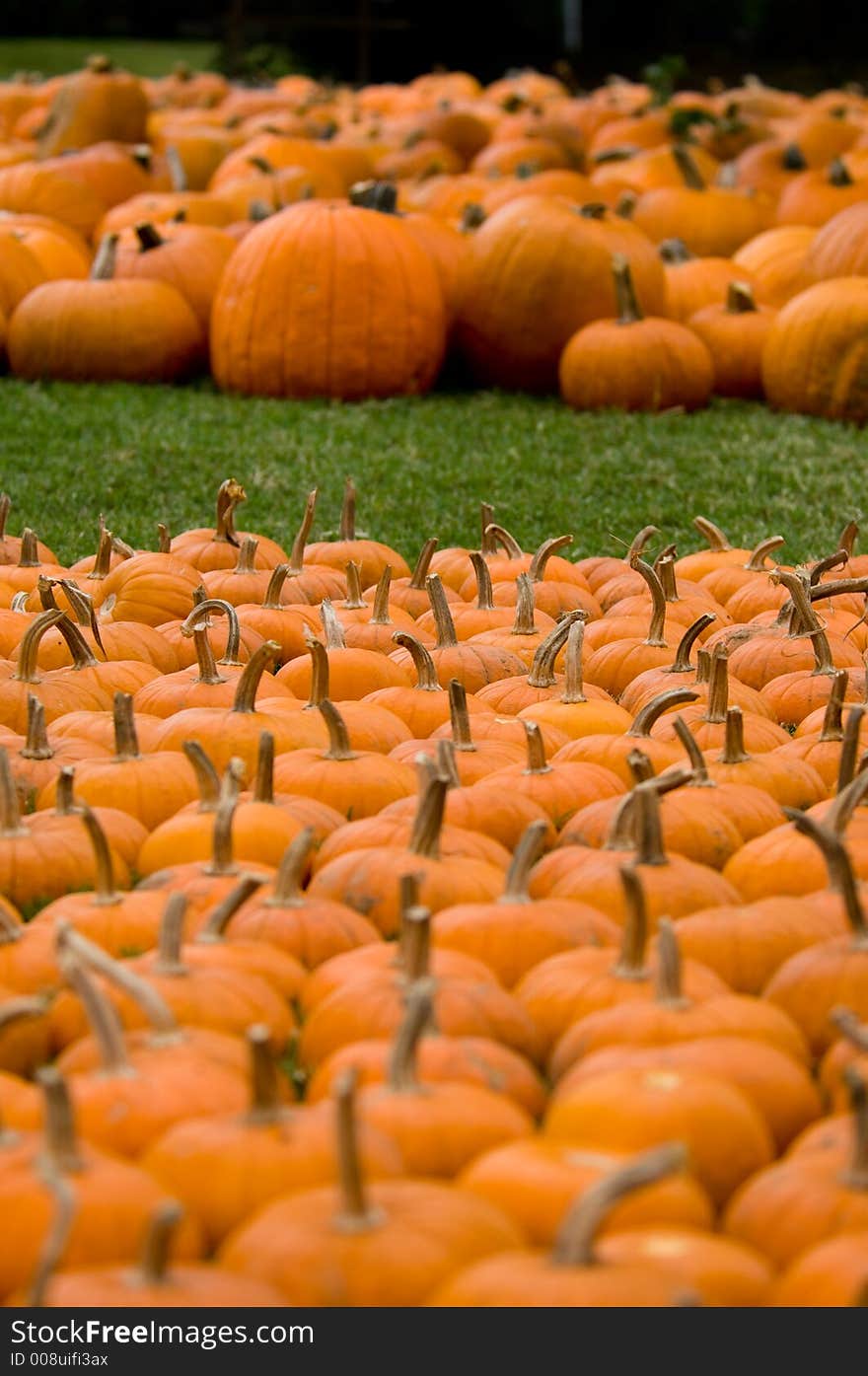 Autumn decoration with several rows of pumpkins at pumpkin patch. Autumn decoration with several rows of pumpkins at pumpkin patch