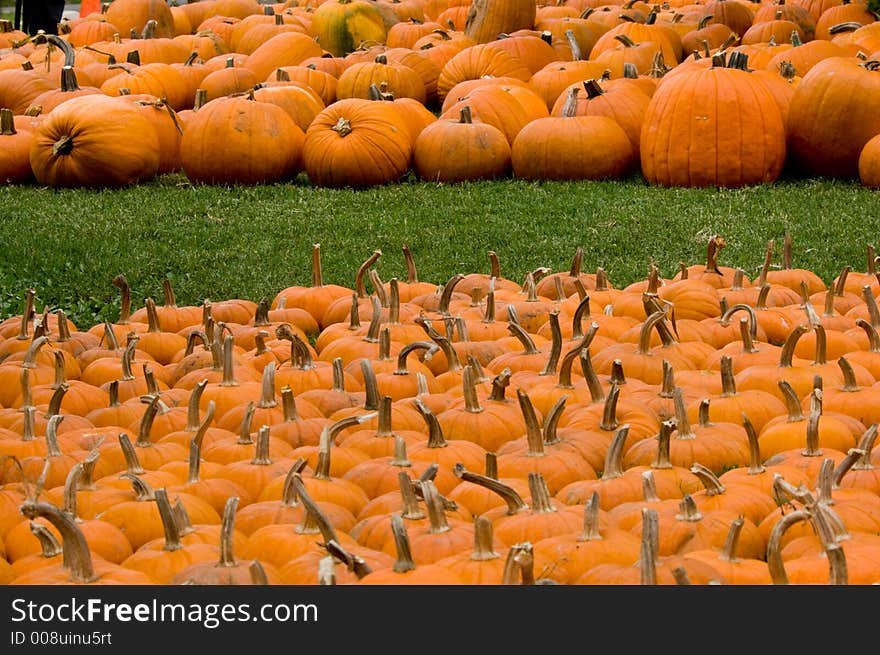 Autumn, fall decoration at pumpkin patch  with large and small pumpkins. Autumn, fall decoration at pumpkin patch  with large and small pumpkins