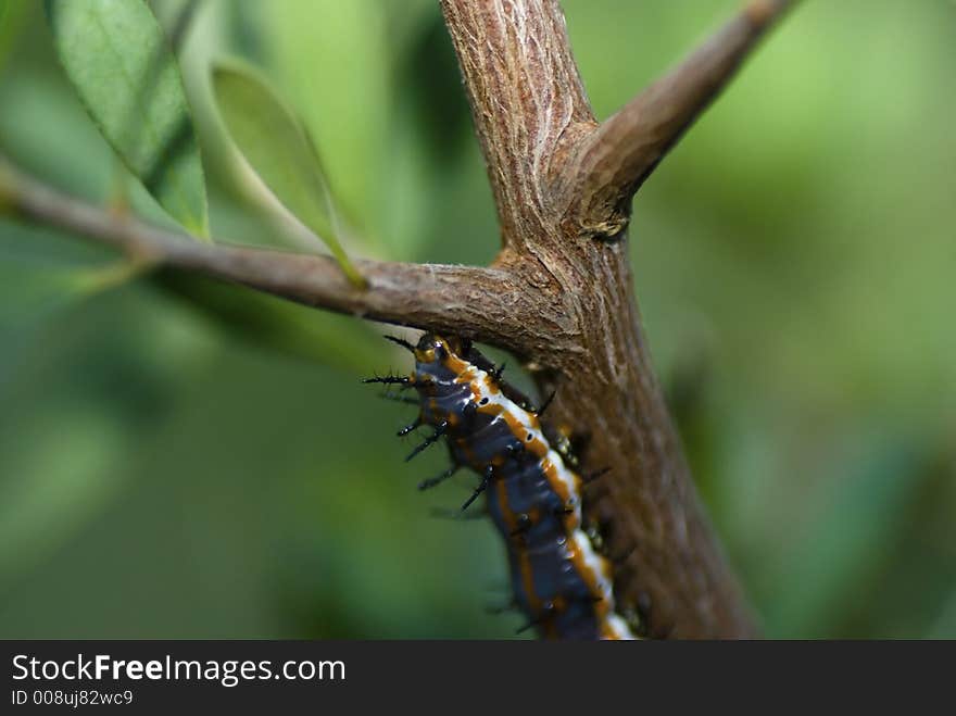 Caterpillar