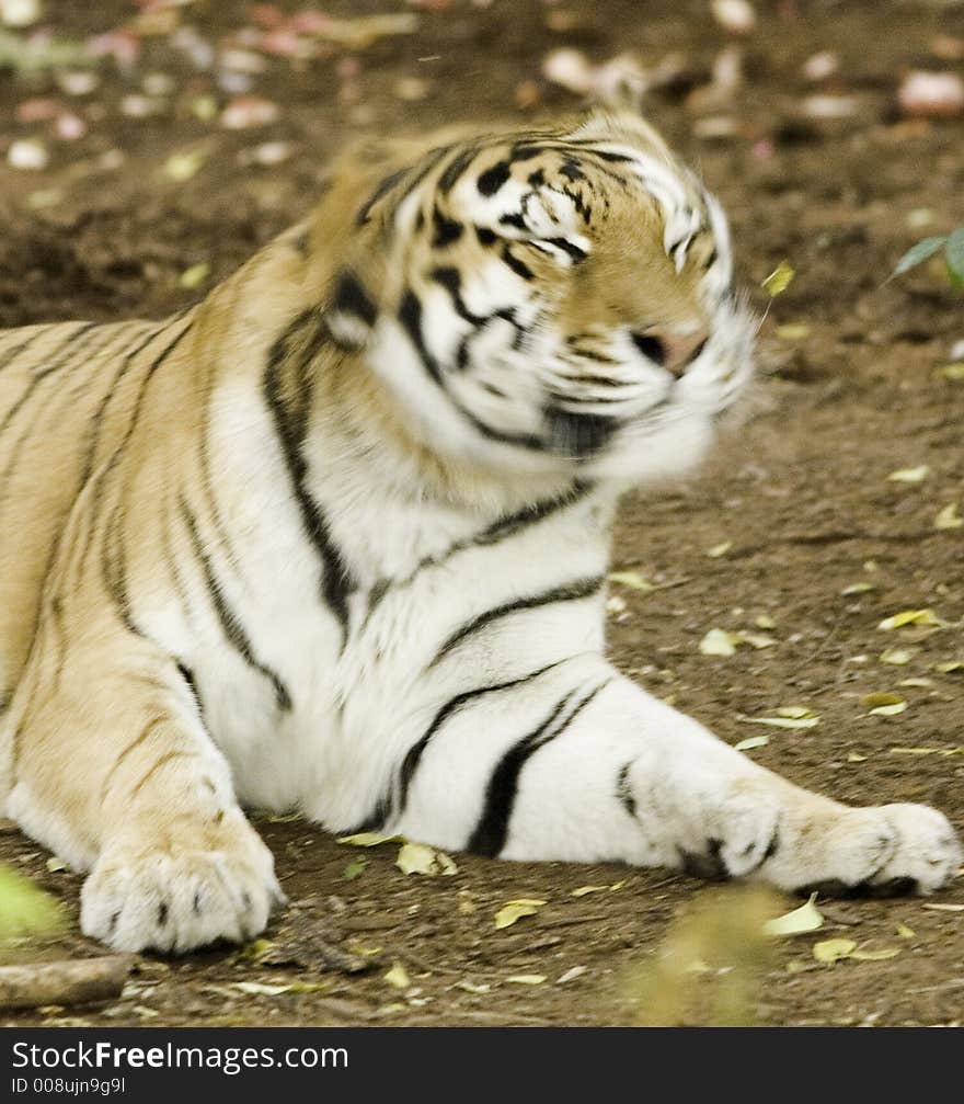 Benga; Tiger shaking his head after playtime.(Captive Setting). Benga; Tiger shaking his head after playtime.(Captive Setting)