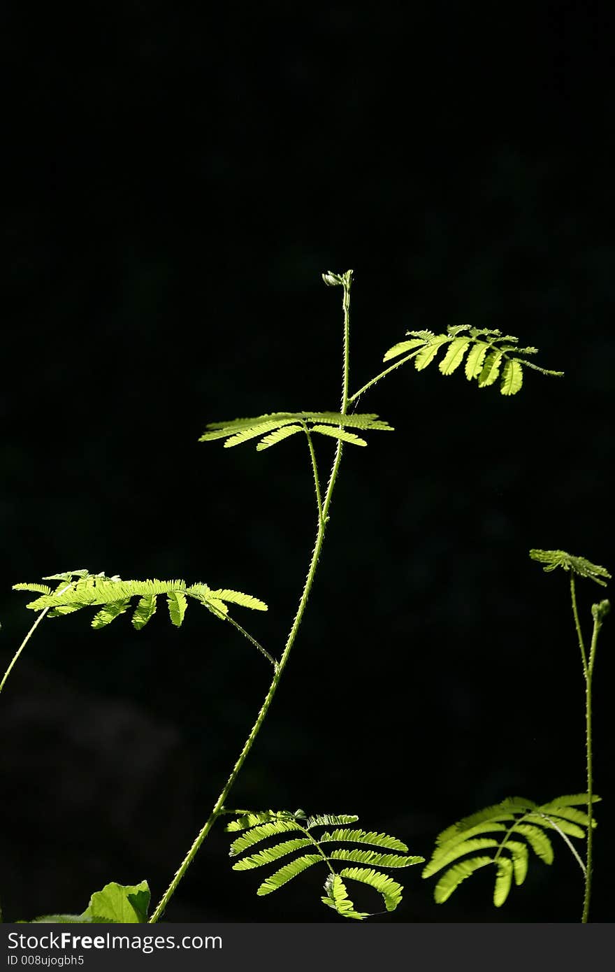 A macro shot of a mimosa leaf . A macro shot of a mimosa leaf .