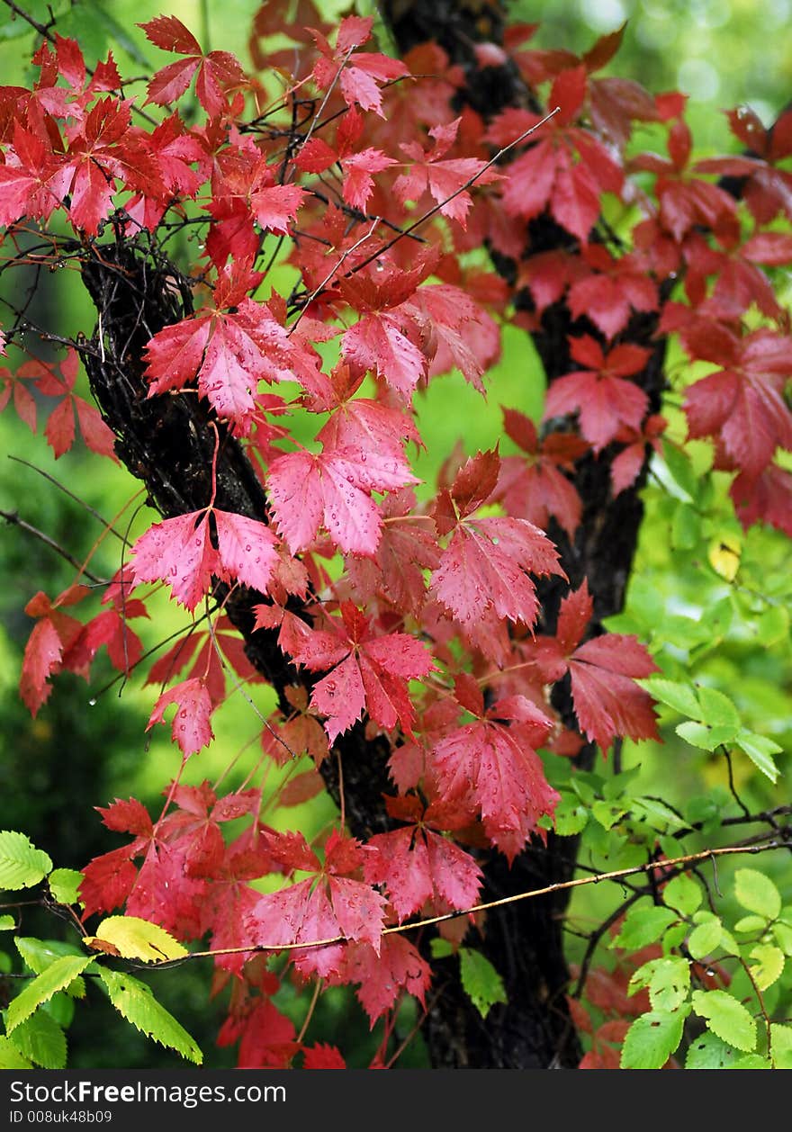 Red leaves in the fall right after a rain. Red leaves in the fall right after a rain.