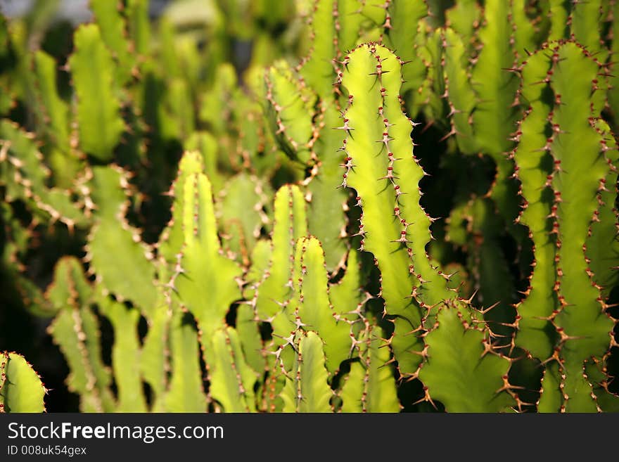 Field of cactus in southern Mexico. Field of cactus in southern Mexico