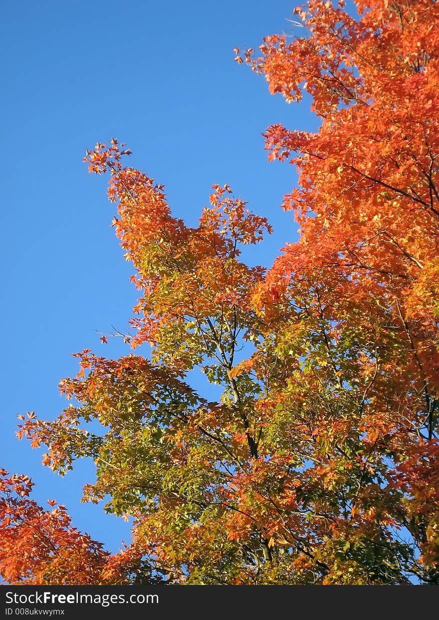 Orange Leaves Against a Blue Sky in Autumn. Orange Leaves Against a Blue Sky in Autumn