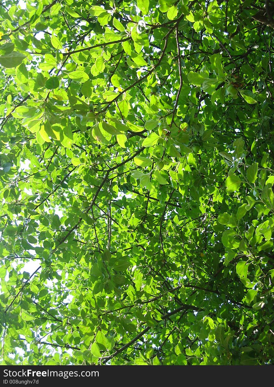 Apple-tree in summer. Russian garden. Apple-tree in summer. Russian garden.