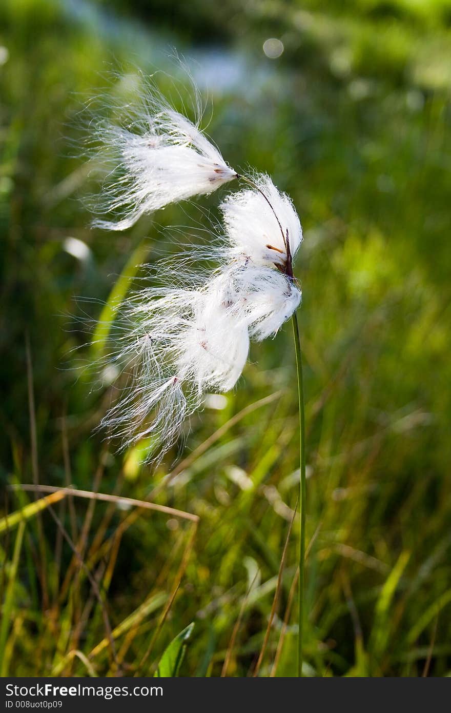 The downy plant on breeze