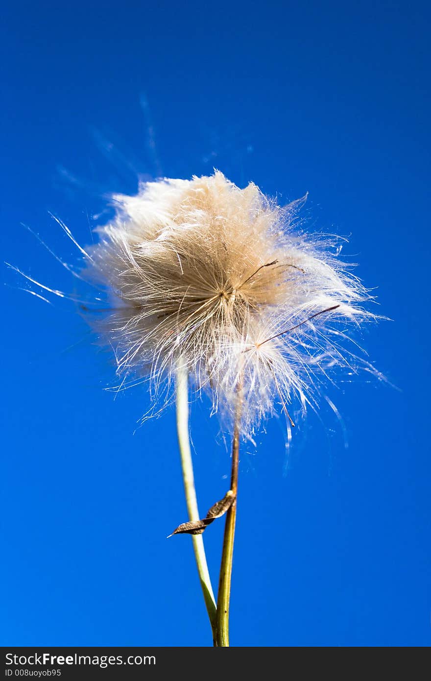 Downy flower isolated on blue