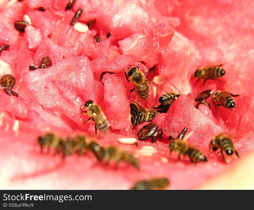 Watermellon, sweet attracts bees, nice color. Watermellon, sweet attracts bees, nice color