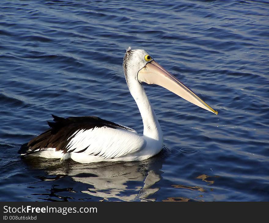 A lone pelican swimming in calm water