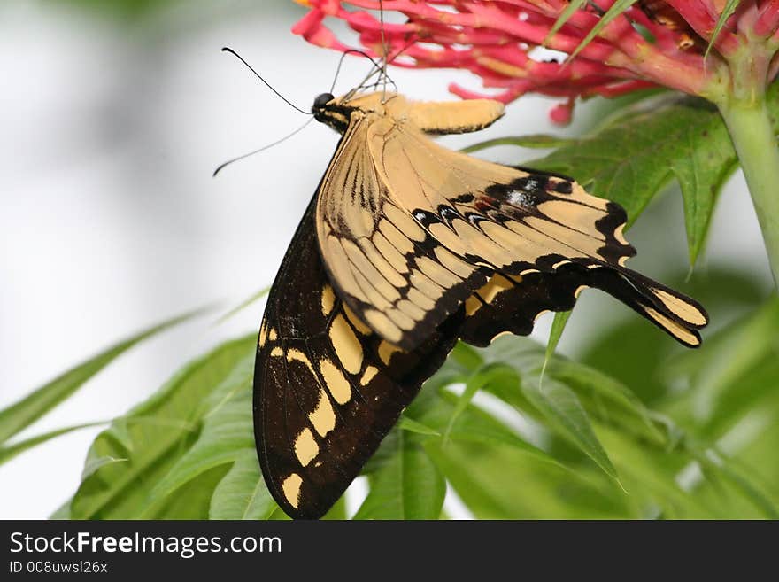 A butterfly in Artis Zoo Amsterdam