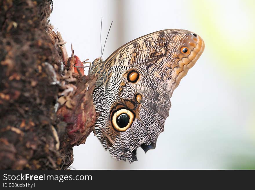 Eye on Butterfly