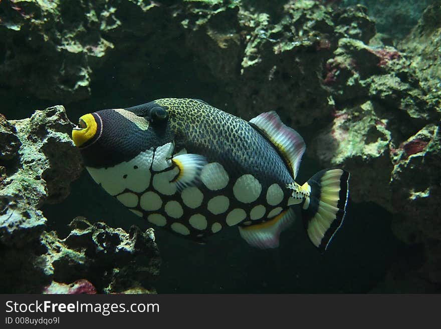 Parrot Fish