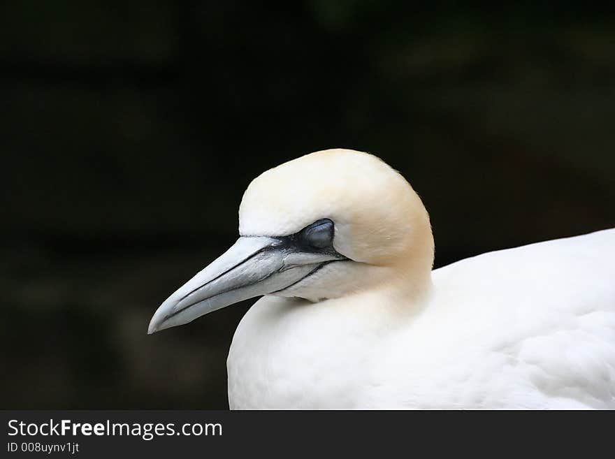 A jan van Gent in Artis Zoo in Amsterdam