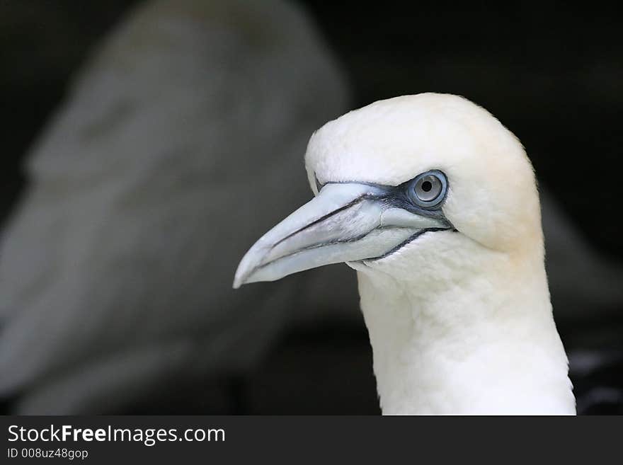 A jan van Gent in Artis Zoo in Amsterdam