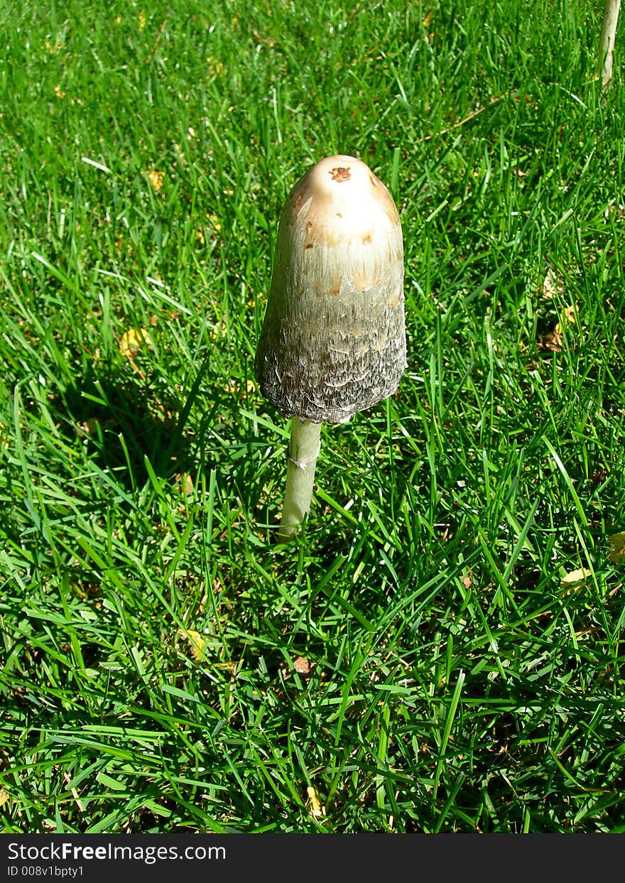 Mushroom in grass sunny close-up