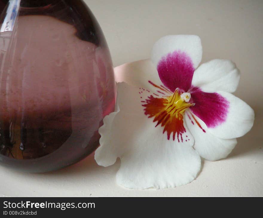 A beautiful white and red/pink orchid with a glass vase. A beautiful white and red/pink orchid with a glass vase.