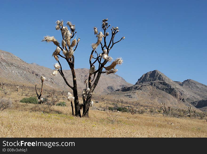 Desert vegetation