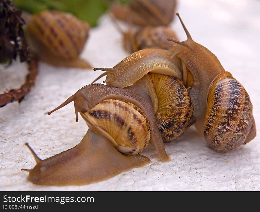 Tree Snails After Rain