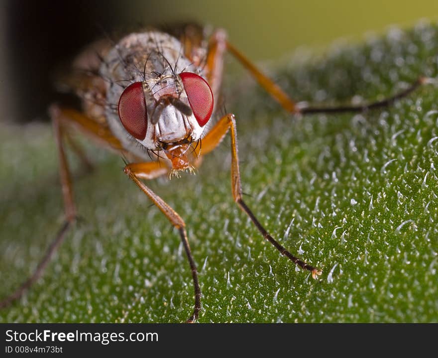 A macro shot of a fly