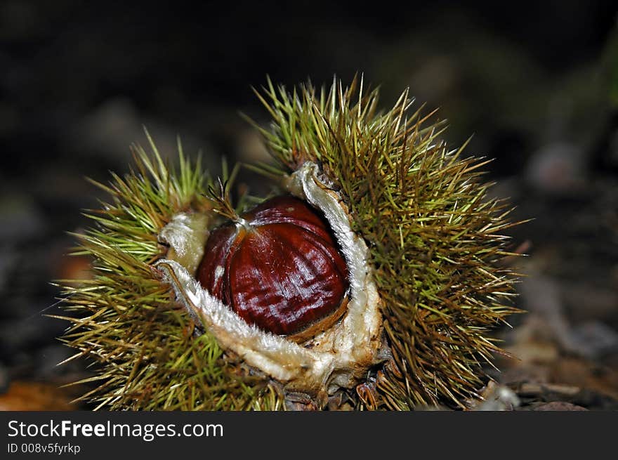 A Chestnut In The Forest