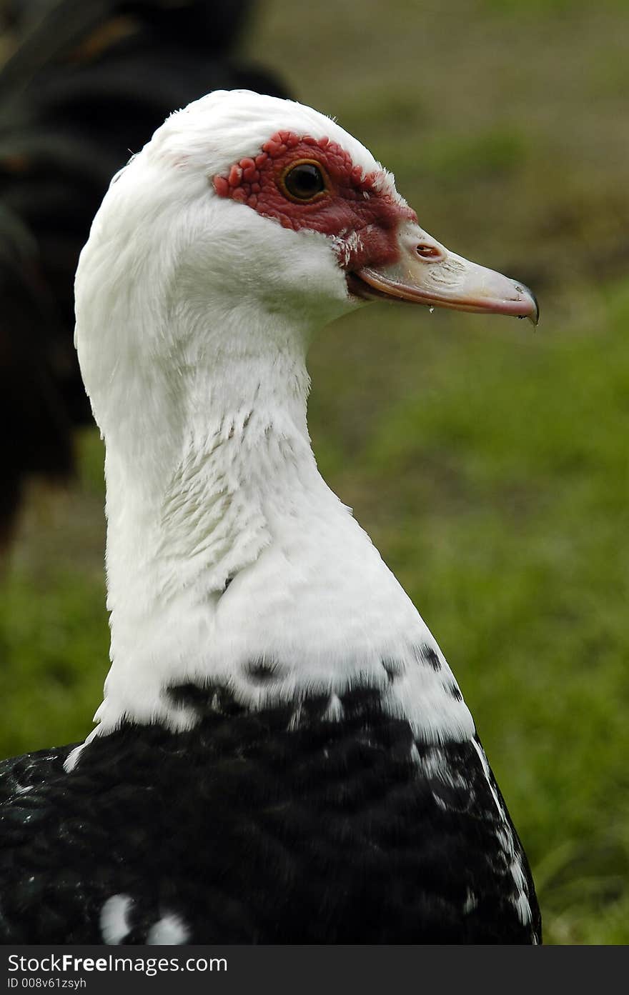 A closeup of a duck