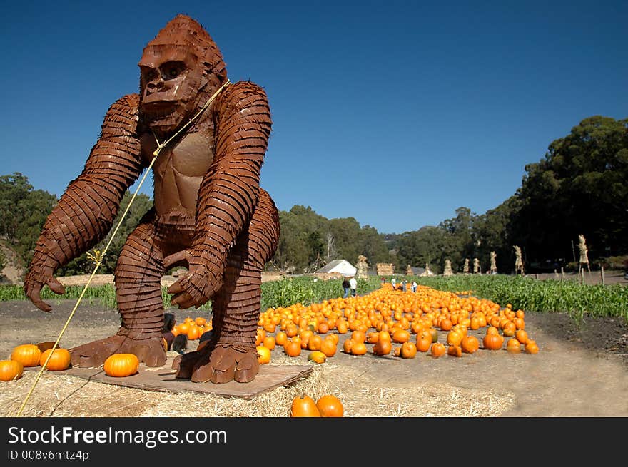 Gaurding The Pumpkins