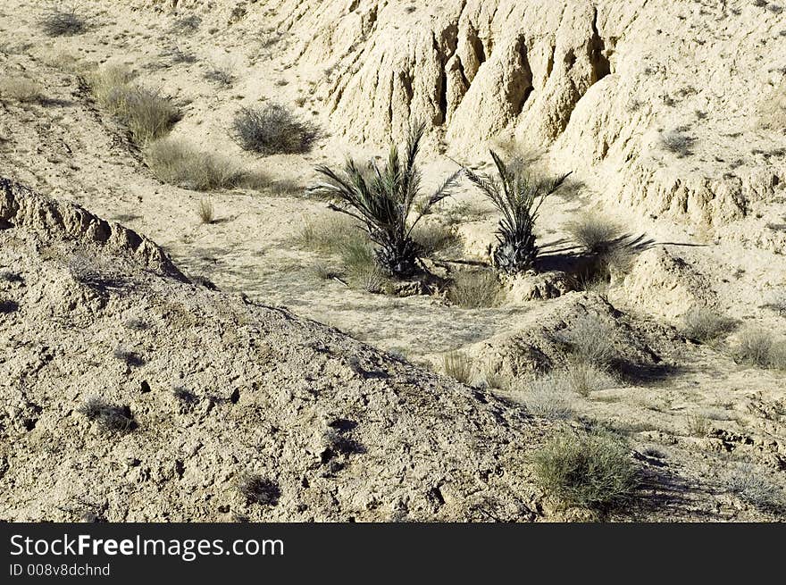 Desert with two - ananas like palms