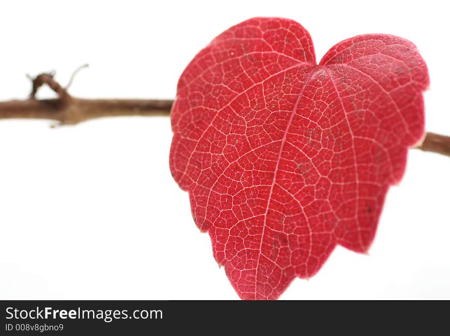 A Red Heart-shaped Autumn Leaf. A Red Heart-shaped Autumn Leaf