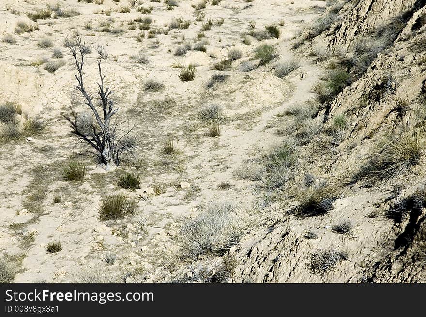 Old, dried tree on a desert, Sahara, Tunisia. Old, dried tree on a desert, Sahara, Tunisia