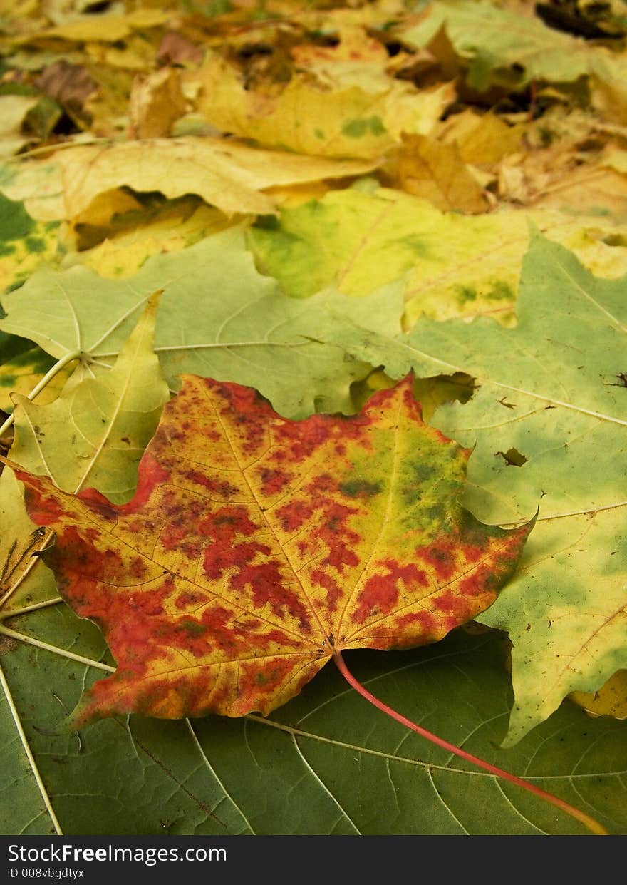 Fall red  and green maple leaves perspective