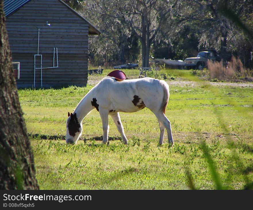 This lovely horse grazes at home on this farm in Florida. This lovely horse grazes at home on this farm in Florida.