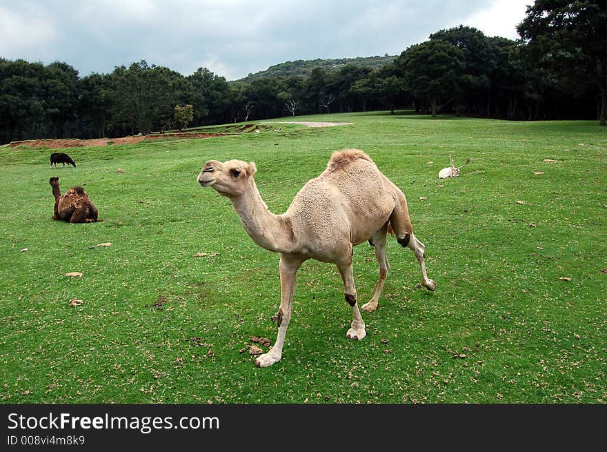 Animal peace and wisdom reflected in how walk this animal. Animal peace and wisdom reflected in how walk this animal