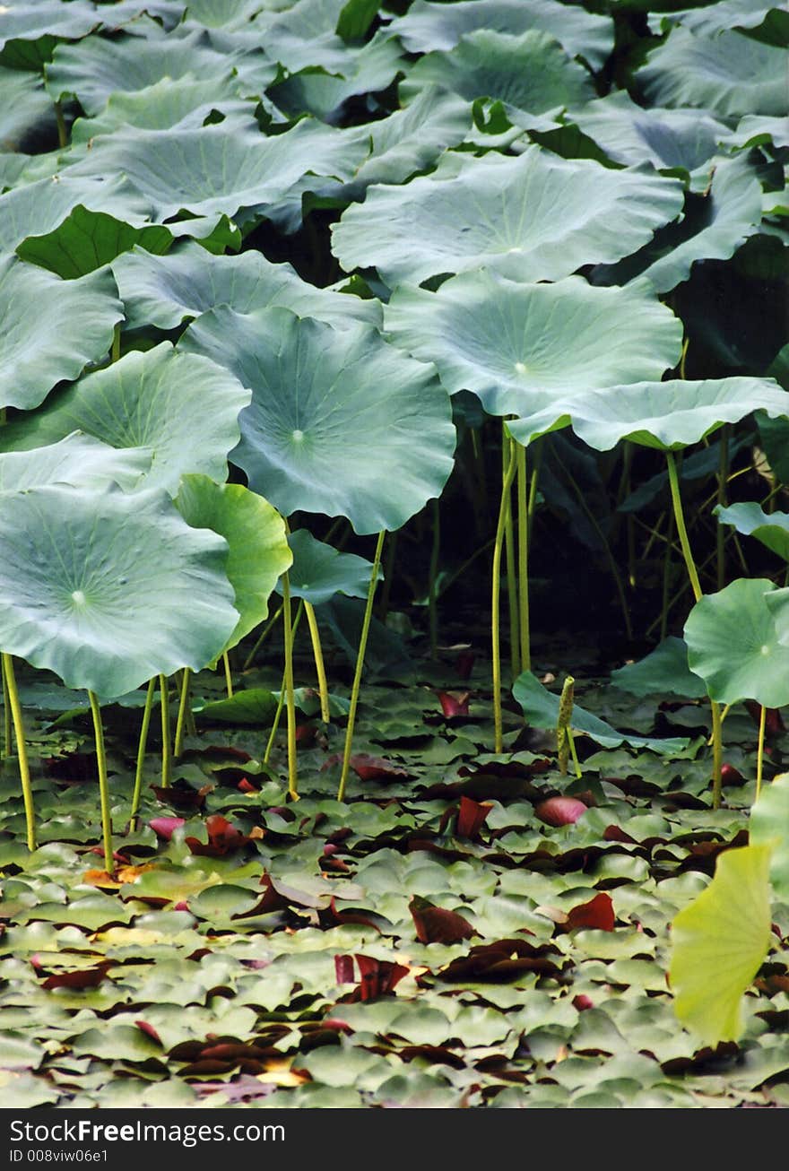 A forest of leaves and pods lining the bottom of a castle moat, southern Japan. A forest of leaves and pods lining the bottom of a castle moat, southern Japan.