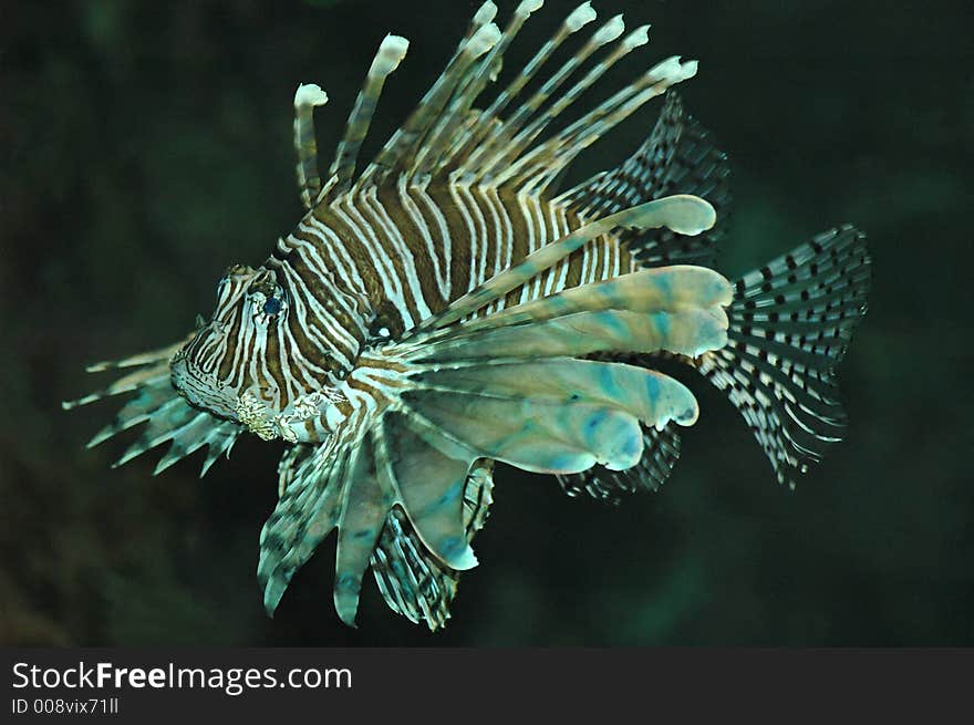 Lion Fish