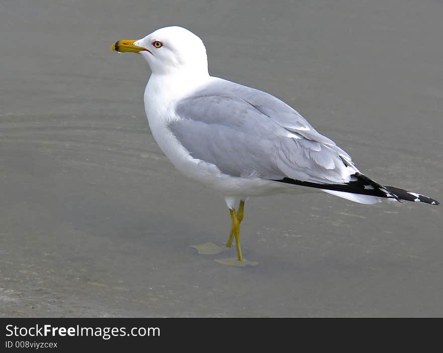 Seagull