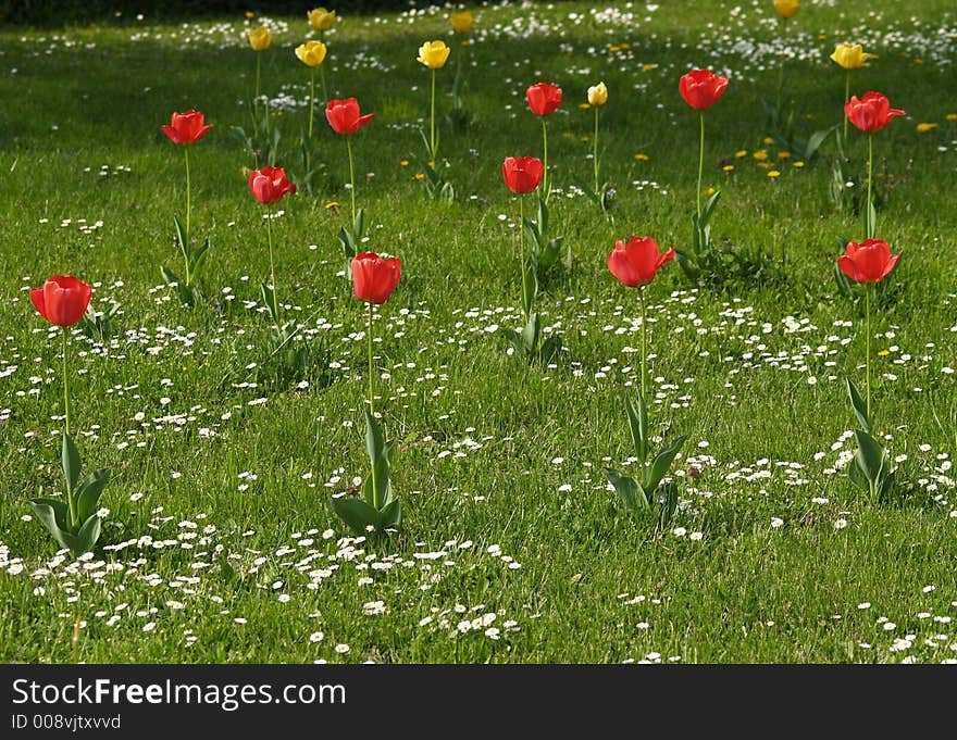 Tulips on the sunny meadow at spring