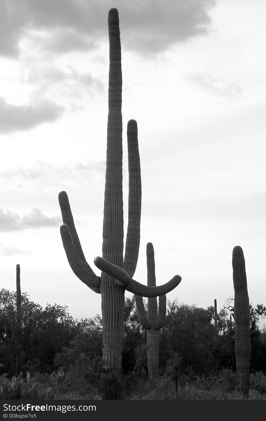 A black and white photo of saguaro cactus in the desert right before sunset. A black and white photo of saguaro cactus in the desert right before sunset.