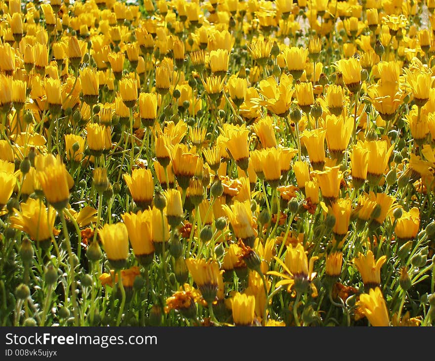 Yellow Flowers