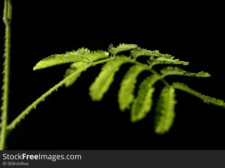 A macro shot of a mimosa leaf . A macro shot of a mimosa leaf .