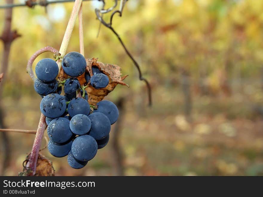 Small un-picked grape cluster after harvest. Small un-picked grape cluster after harvest