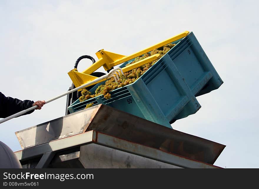 Grapes Dumped into Hopper